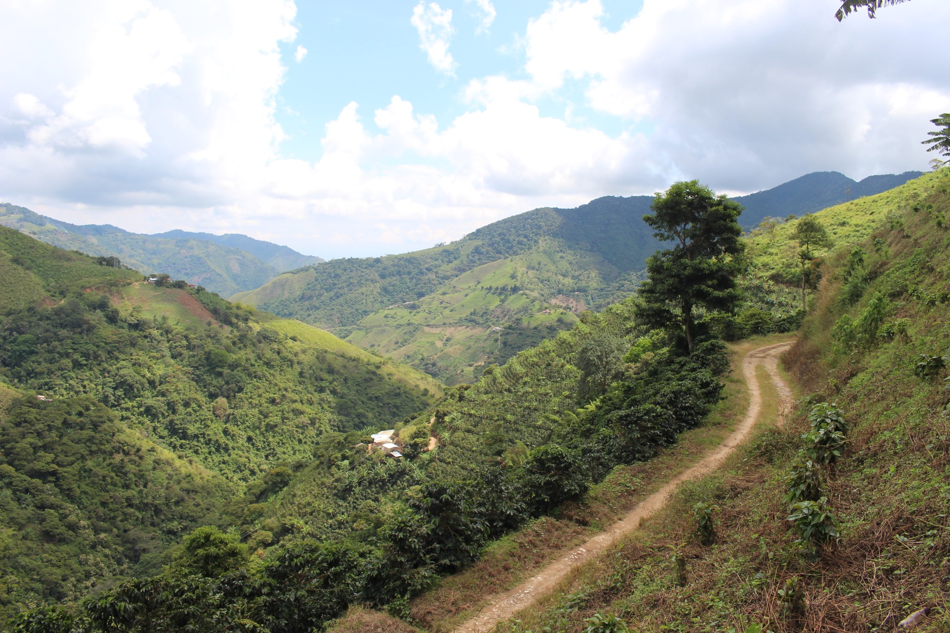 Coffee-growing mountains and farm roads in Colombia