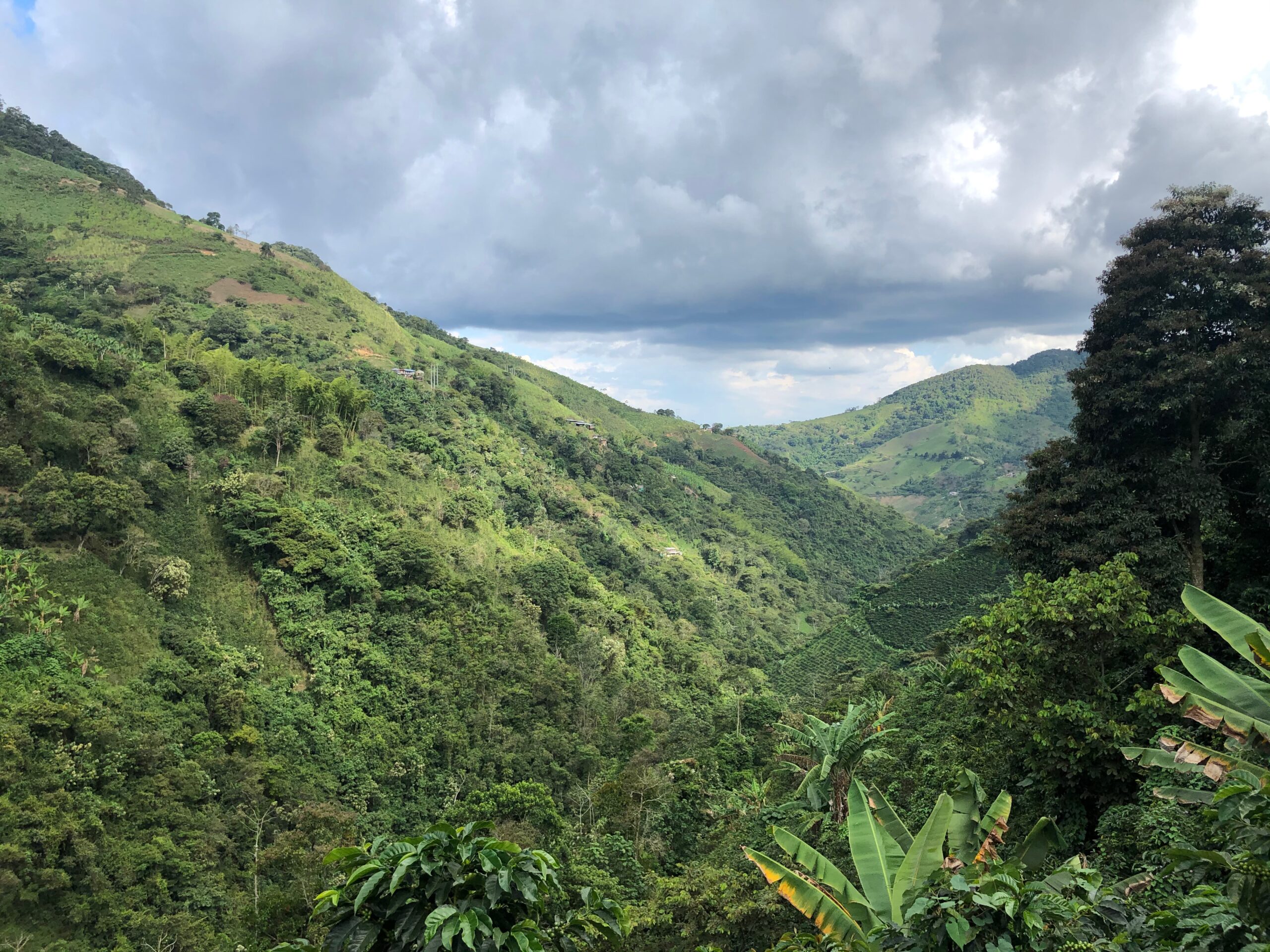 The green mountains of the Baranca family coffee region in Colombia